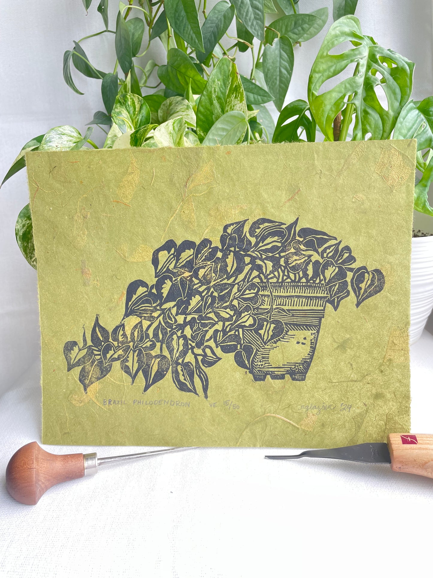Philodendron Brazil