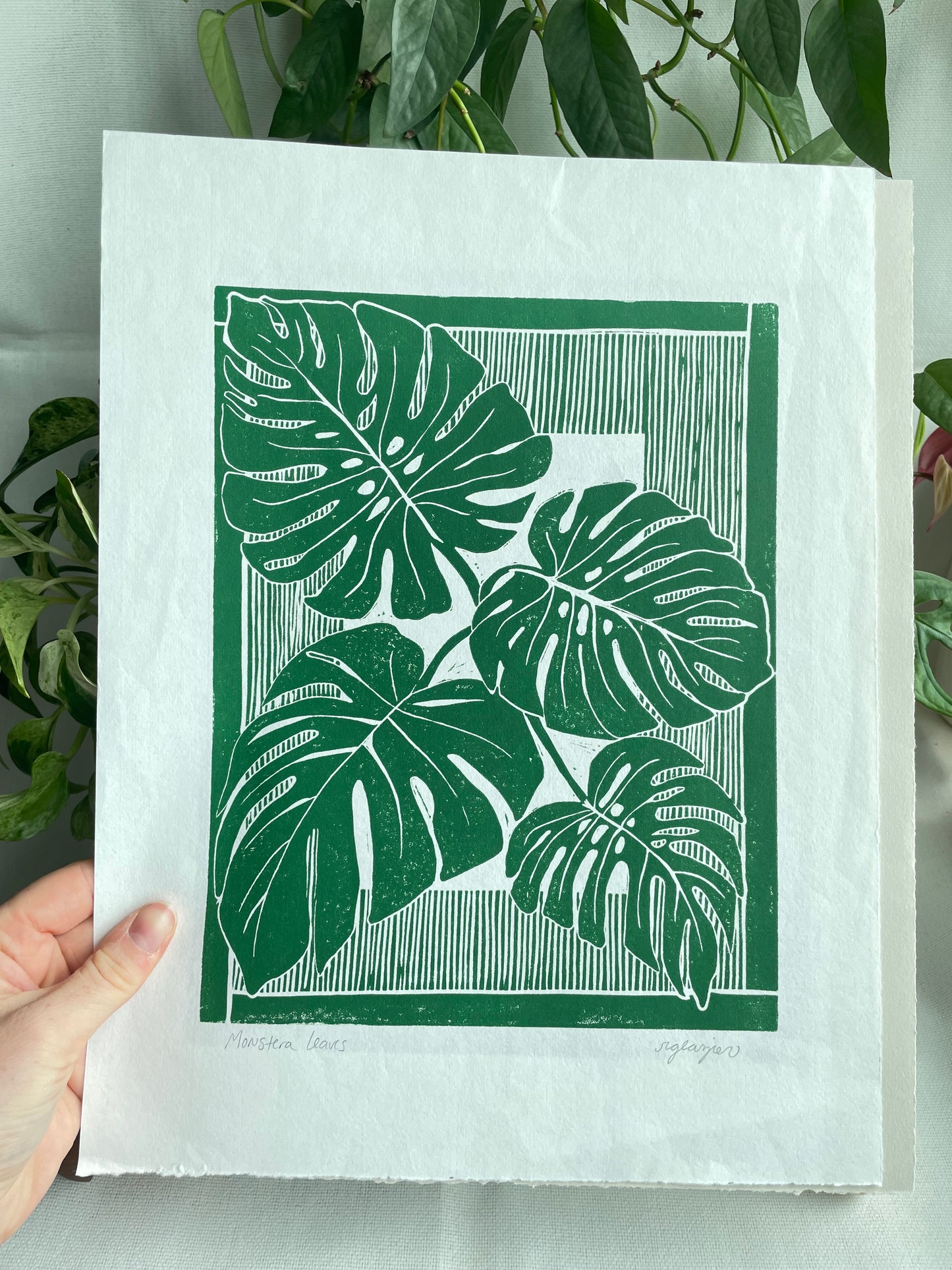 Monstera Leaves