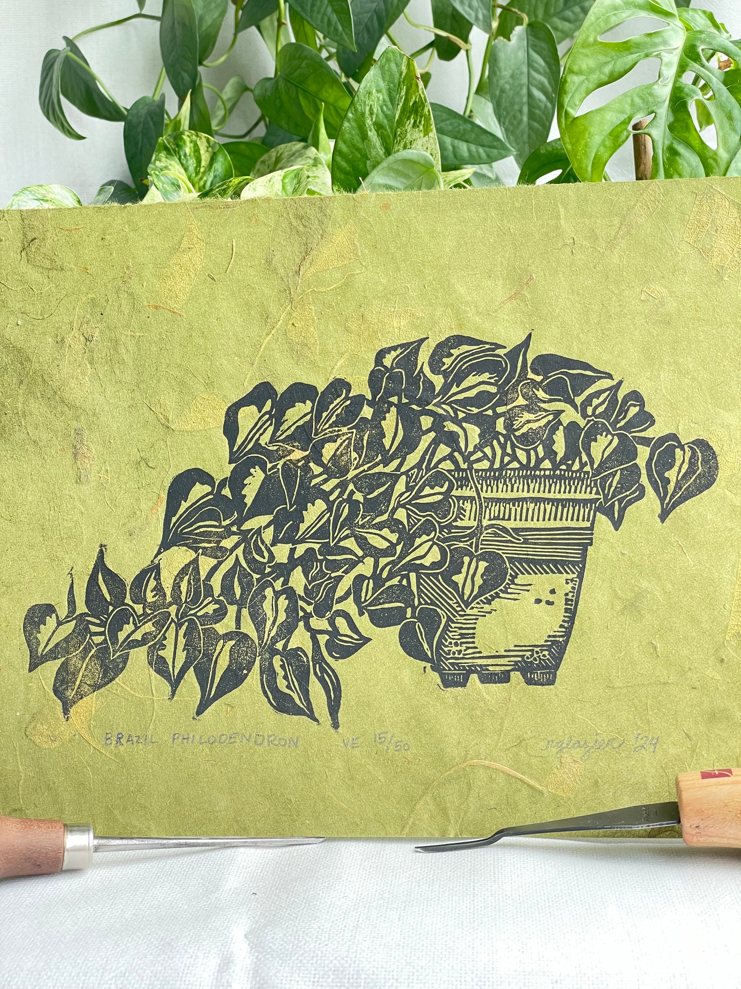 Philodendron Brazil