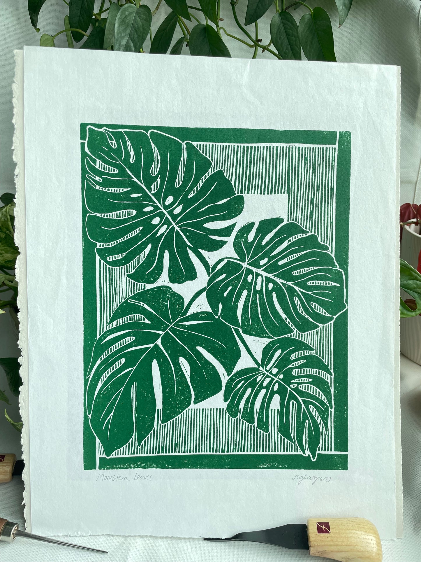 Monstera Leaves