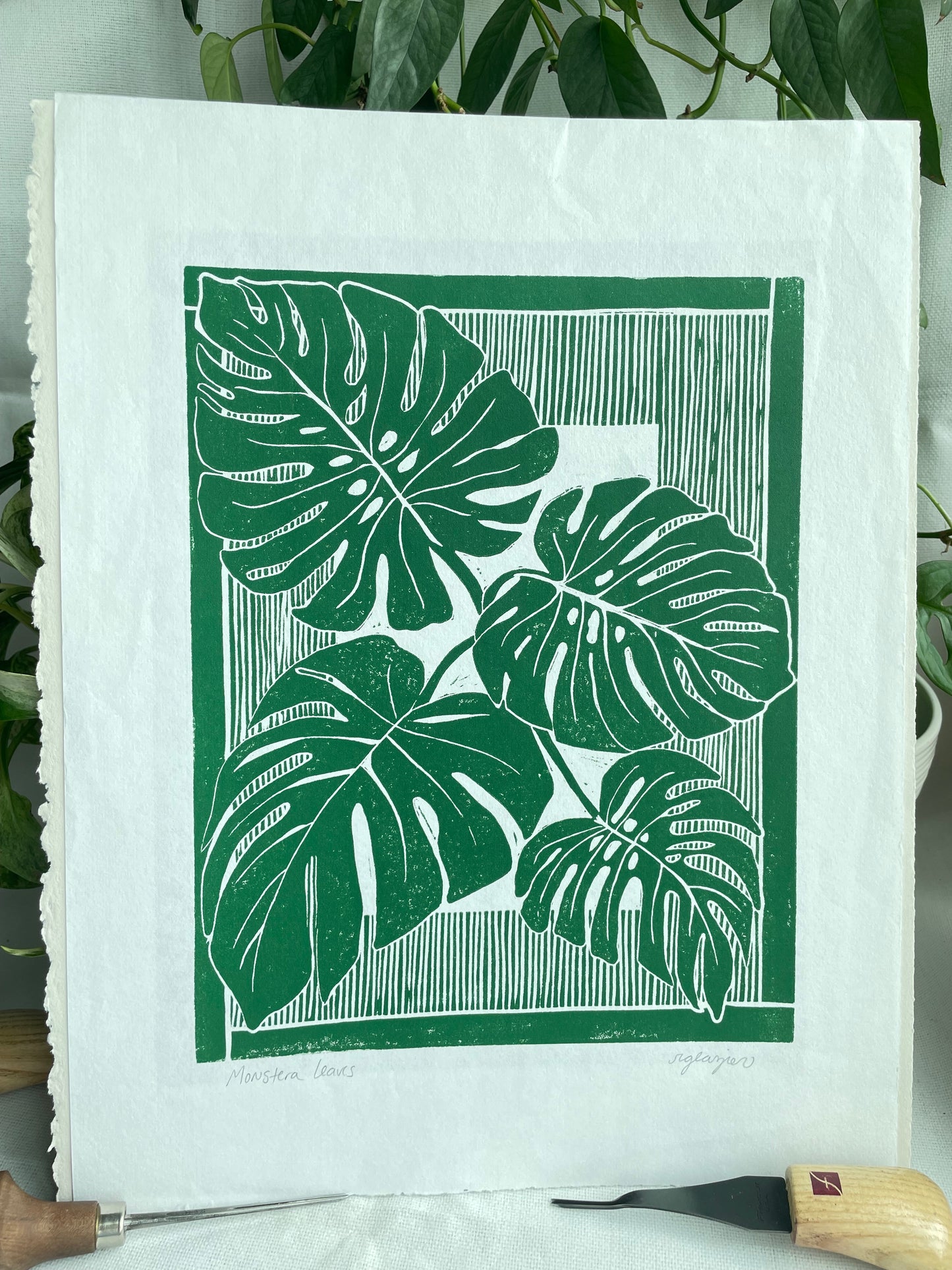 Monstera Leaves