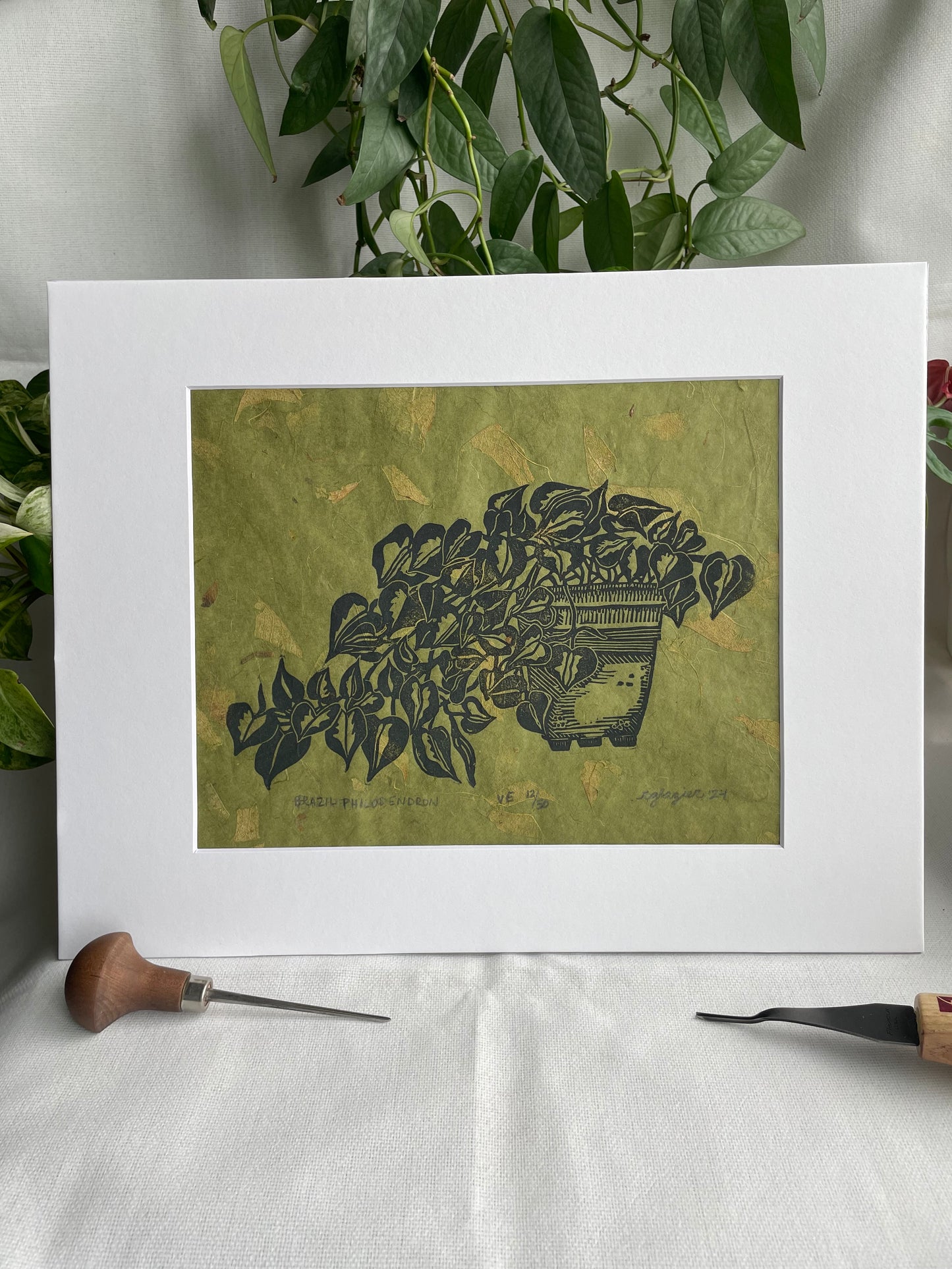 Philodendron Brazil