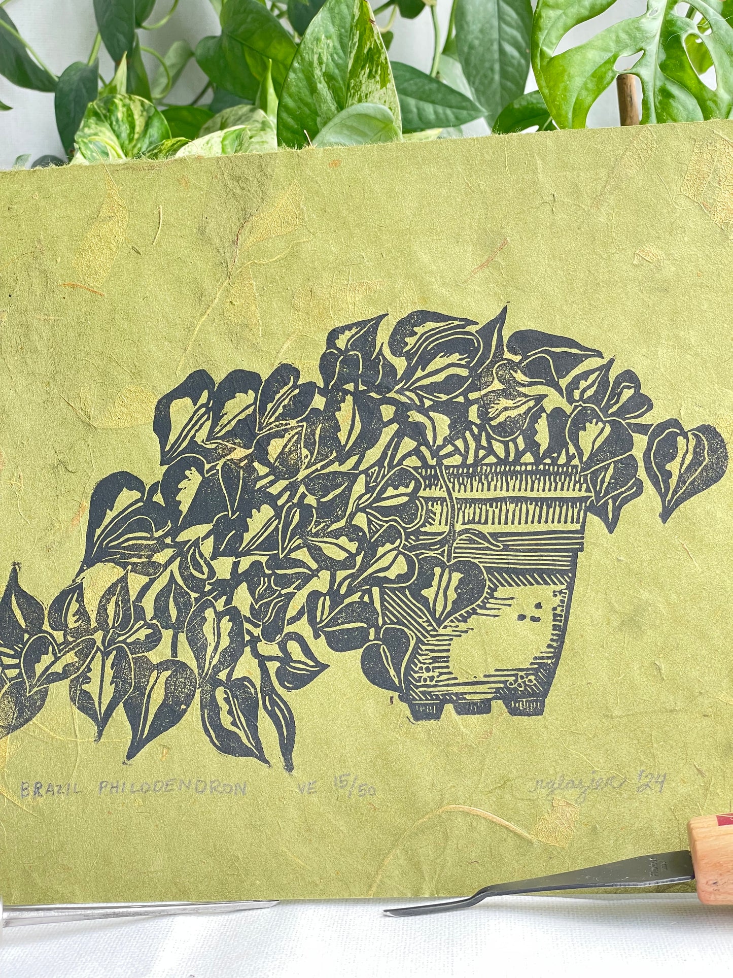 Philodendron Brazil