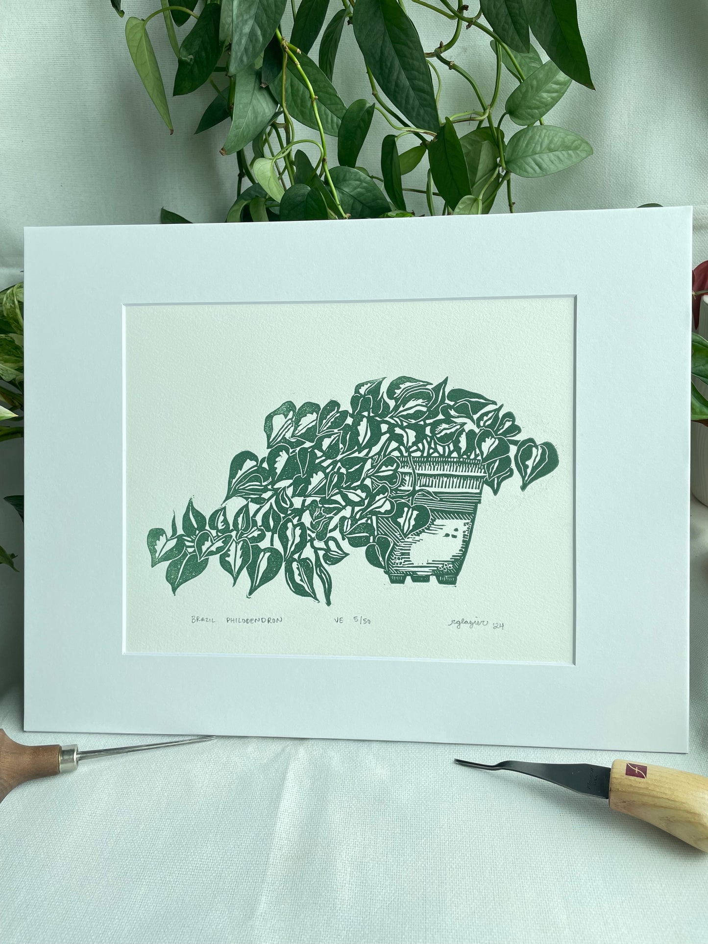 Philodendron Brazil