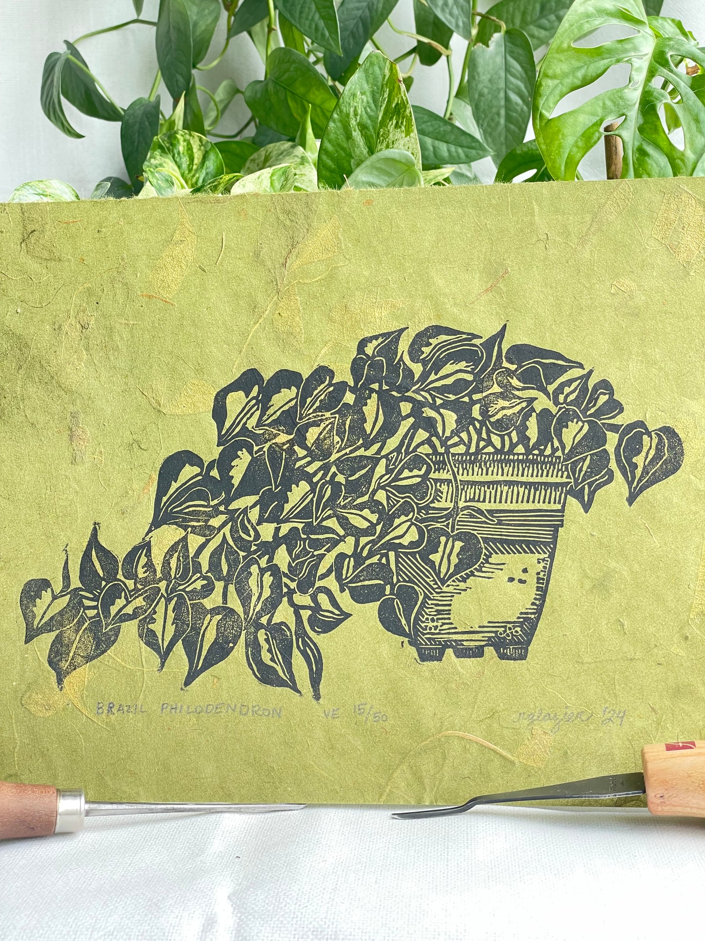 Philodendron Brazil